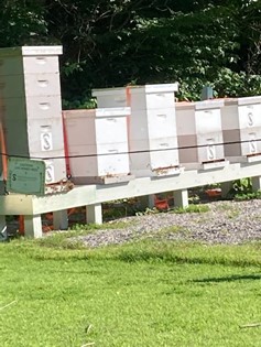 Bee boxes at Evansville CC in Evansville, IN